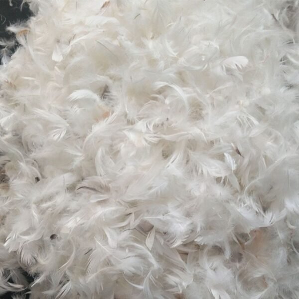 Premium Common White Duck Down – Natural Warmth, Trusted Quality for Every Need