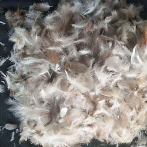 Premium Grey Duck Feathers – Robust Support, Natural Resilience & Budget-Friendly Versatility