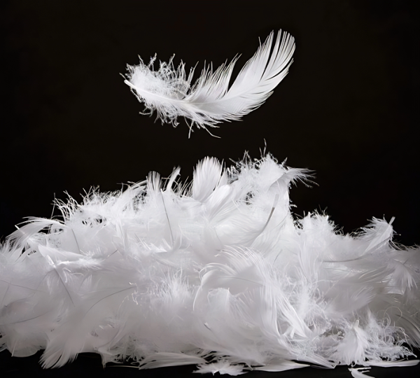 Premium White Goose Feathers – Exceptional Support, Durable Structure & Natural Elegance